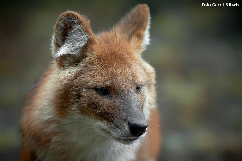 Hundeartiges Tier am 16. Oktober 2020 auf der als Wolfsanlage ausgeschilderten Außenanlage im Grünen Zoo Wuppertal (Foto Gerrit Nitsch)