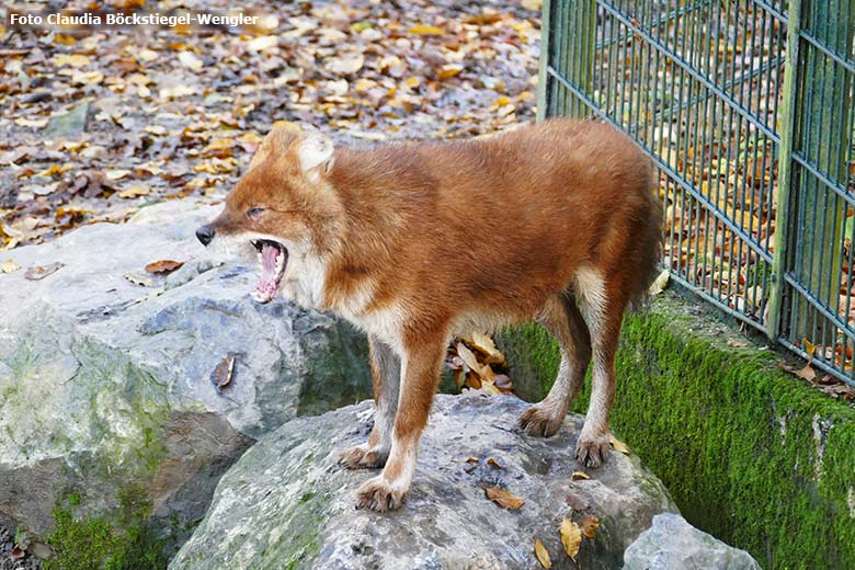 Asiatischer Rothund am 31. Oktober 2020 auf der Außenanlage im Zoo Wuppertal (Foto Claudia Böckstiegel-Wengler)