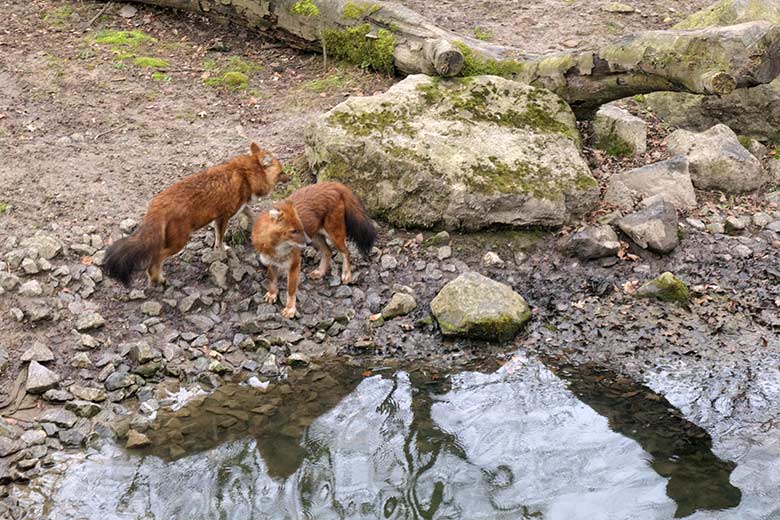 Asiatische Rothunde am 8. März 2021 auf der Außenanlage im Grünen Zoo Wuppertal