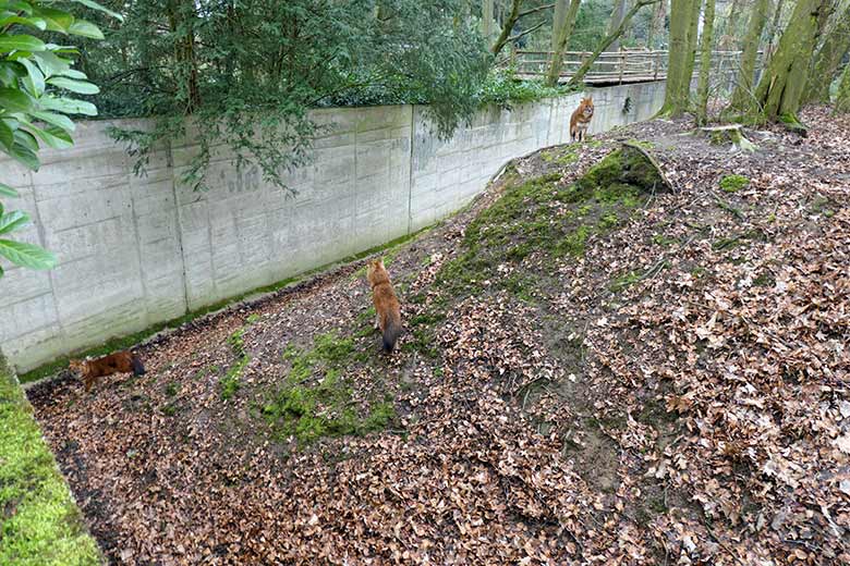 Drei Asiatische Rothunde am 18. März 2021 auf der Braunbären-Außenanlage im Wuppertaler Zoo