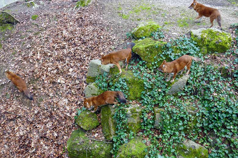 Fünf Asiatische Rothunde am 19. März 2021 auf der Braunbären-Außenanlage im Wuppertaler Zoo