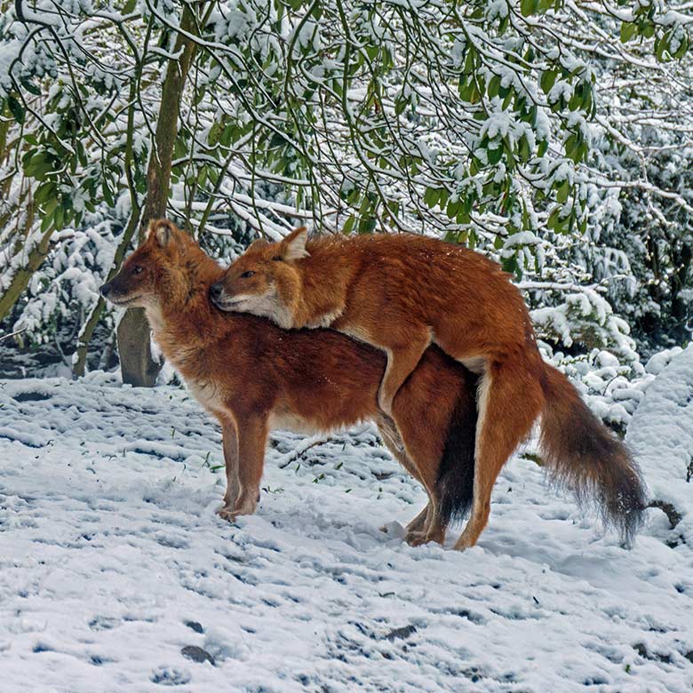 Asiatische Rothunde am 7. April 2021 auf der Außenanlage der Asiatischen Rothunde im Grünen Zoo Wuppertal