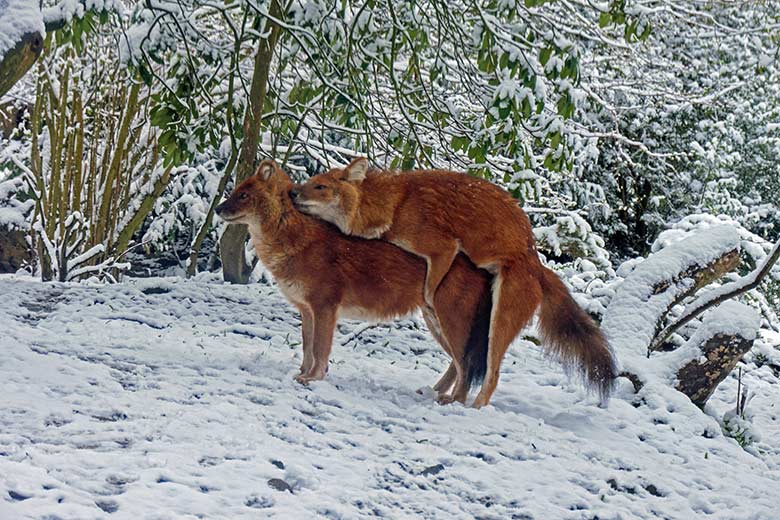 Asiatische Rothunde am 7. April 2021 auf der Außenanlage der Asiatischen Rothunde im Zoologischen Garten der Stadt Wuppertal