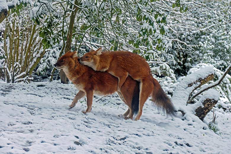 Asiatische Rothunde am 7. April 2021 auf der Außenanlage der Asiatischen Rothunde im Wuppertaler Zoo