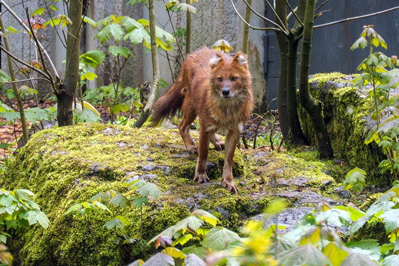 Asiatischer Rothund am 7. Mai 2021 auf der Braunbären-Anlage im Grünen Zoo Wuppertal