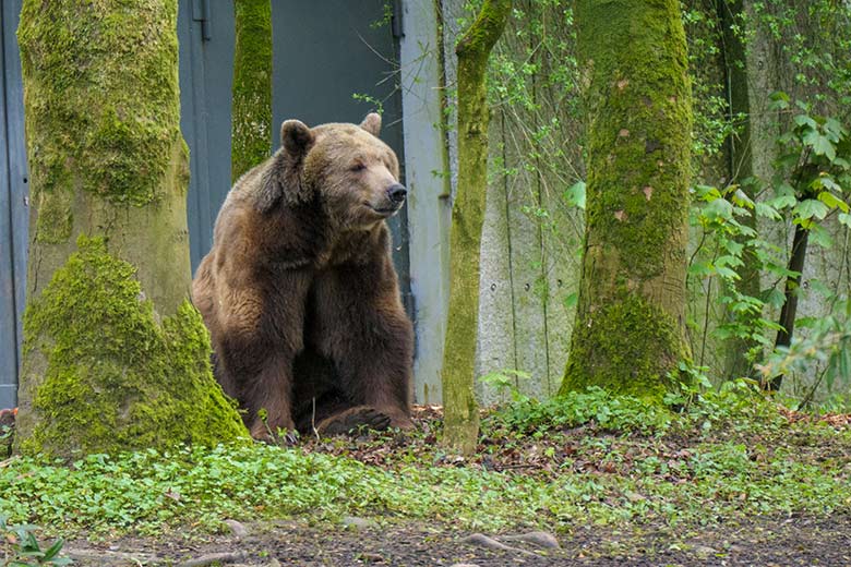 Braunbärin SIDDY am 7. Mai 2021 auf der Braunbären-Außenanlage im Zoo Wuppertal