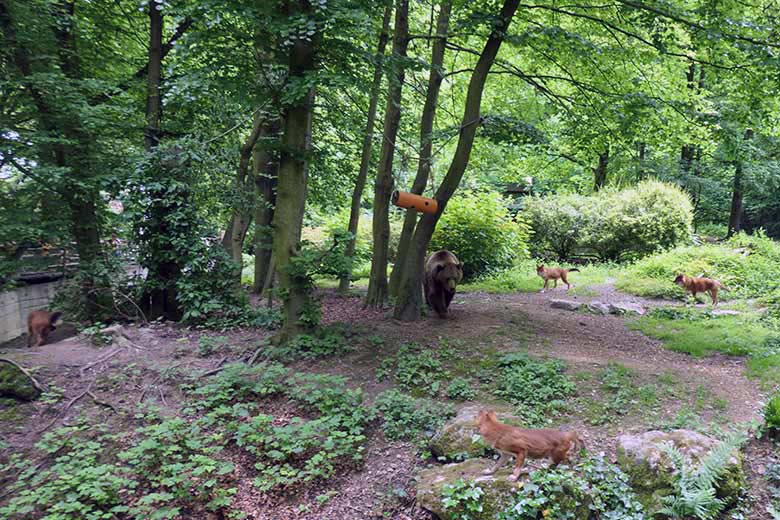 Asiatische Rothunde bei Braunbärin Siddy am 3. Juni 2021 auf der Braunbär-Anlage im Grünen Zoo Wuppertal