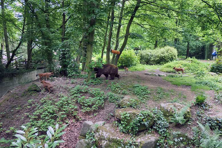 Asiatische Rothunde bei Braunbärin Siddy am 3. Juni 2021 auf der Braunbär-Anlage im Zoologischen Garten Wuppertal