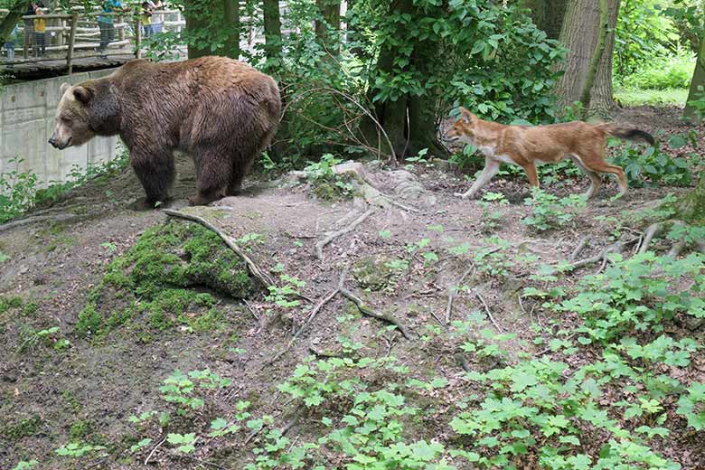 Asiatische Rothunde bei Braunbärin Siddy am 3. Juni 2021 auf der Braunbär-Anlage im Zoo Wuppertal