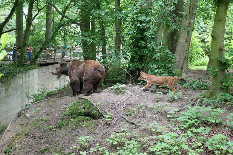 Asiatische Rothunde bei Braunbärin Siddy am 3. Juni 2021 auf der Braunbär-Anlage im Wuppertaler Zoo