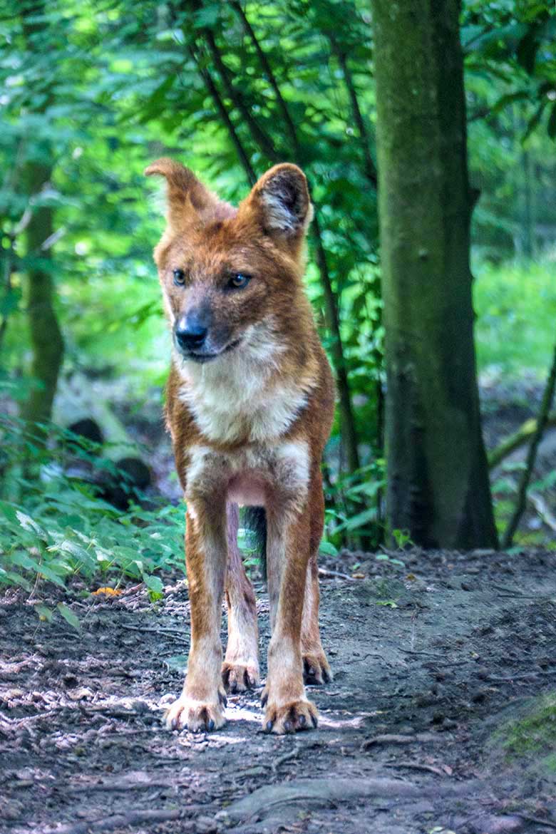 Asiatischer Rothund am 28. Juni 2021 auf der Außenanlage für Asiatische Rothunde im Zoologischen Garten Wuppertal