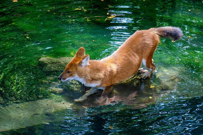 Asiatischer Rothund am 28. Juni 2021 im Wasser der Außenanlage für Asiatische Rothunde im Zoo Wuppertal