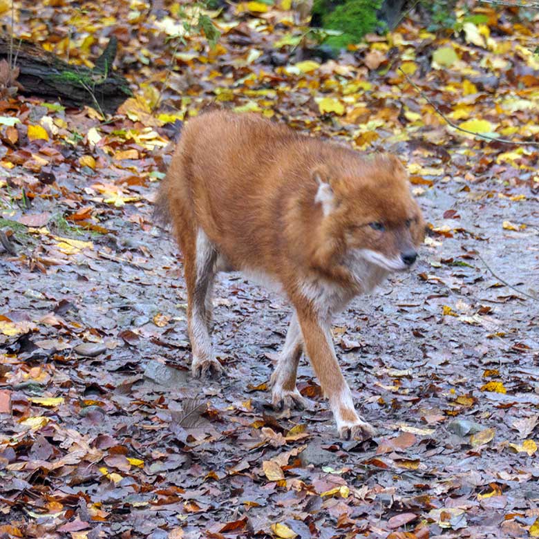 Asiatischer Rothund am 8. November 2021 auf der Außenanlage im Zoo Wuppertal