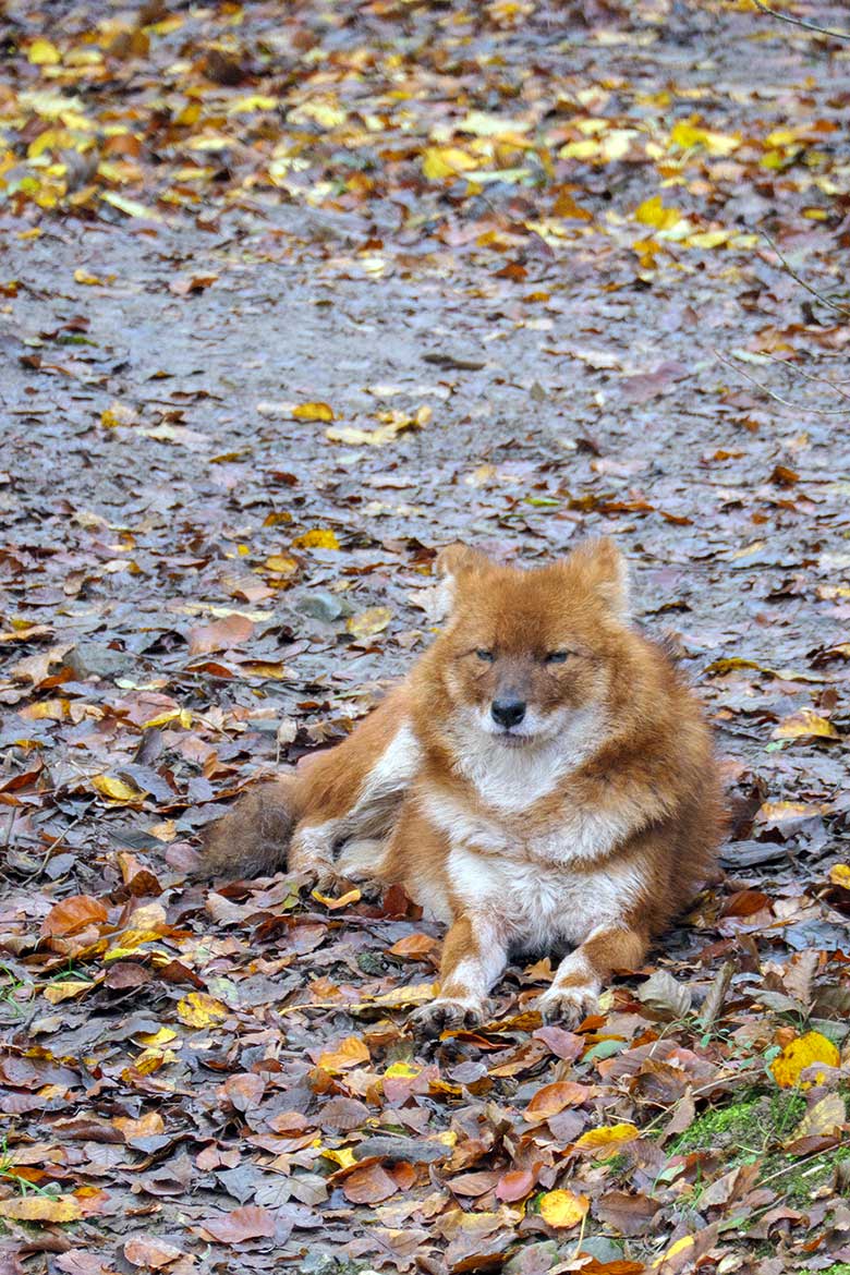 Asiatischer Rothund am 8. November 2021 auf der Außenanlage im Zoologischen Garten Wuppertal