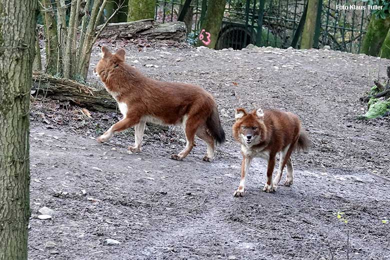 Asiatische Rothunde am 21. Dezember 2021 auf der Außenanlage im Grünen Zoo Wuppertal (Foto Klaus Tüller)