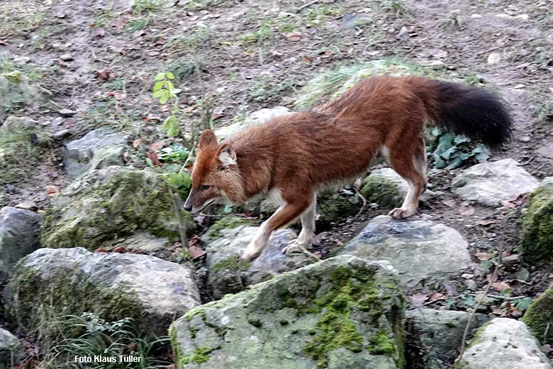 Asiatischer Rothund am 21. Dezember 2021 auf der Außenanlage im Zoologischen Garten Wuppertal (Foto Klaus Tüller)