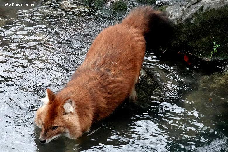 Asiatischer Rothund am 30. Dezember 2021 auf der Außenanlage im Zoo Wuppertal (Foto Klaus Tüller)