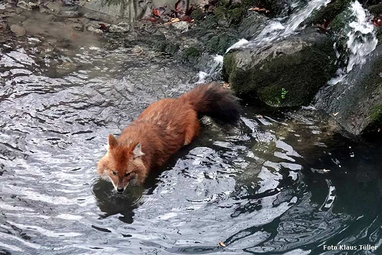 Asiatischer Rothund am 2. Januar 2022 auf der Außenanlage im Zoologischen Garten Wuppertal (Foto Klaus Tüller)