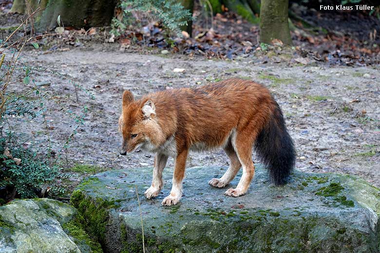 Asiatischer Rothund am 6. Januar 2022 auf der Außenanlage im Wuppertaler Zoo (Foto Klaus Tüller)