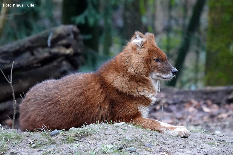 Asiatischer Rothund am 8. Januar 2022 auf der Außenanlage im Grünen Zoo Wuppertal (Foto Klaus Tüller)