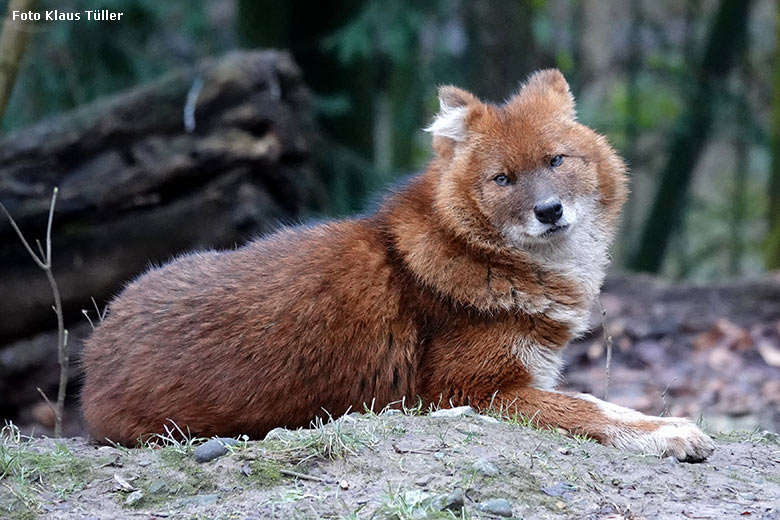 Asiatischer Rothund am 8. Januar 2022 auf der Außenanlage im Zoologischen Garten der Stadt Wuppertal (Foto Klaus Tüller)