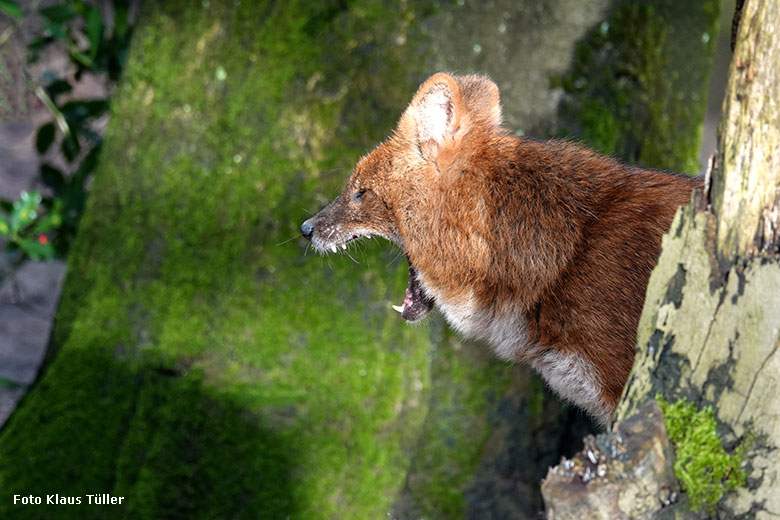 Asiatischer Rothund am 2. Februar 2022 auf der Außenanlage im Grünen Zoo Wuppertal (Foto Klaus Tüller)