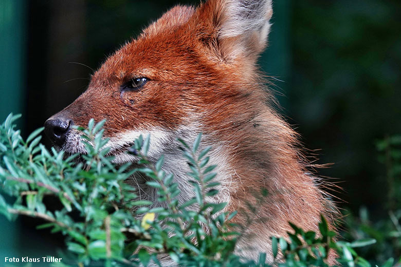 Asiatischer Rothund am 5. Juli 2022 auf der Außenanlage im Grünen Zoo Wuppertal (Foto Klaus Tüller)