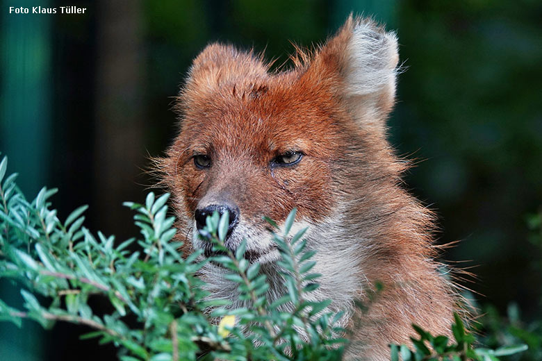 Asiatischer Rothund am 5. Juli 2022 auf der Außenanlage im Wuppertaler Zoo (Foto Klaus Tüller)