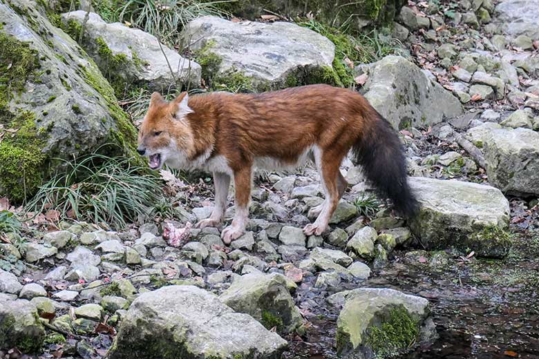 Asiatischer Rothund am 29. Januar 2023 auf der Außenanlage im Grünen Zoo Wuppertal