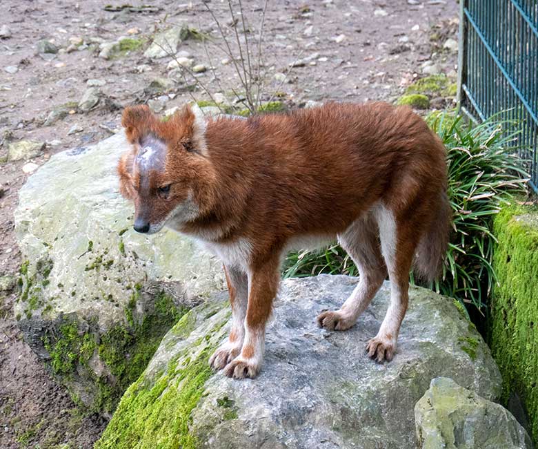 Asiatischer Rothund am  27. März 2023 auf der Außenanlage im Zoologischen Garten Wuppertal