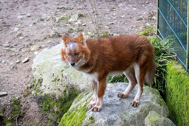 Asiatischer Rothund am  27. März 2023 auf der Außenanlage im Zoo Wuppertal