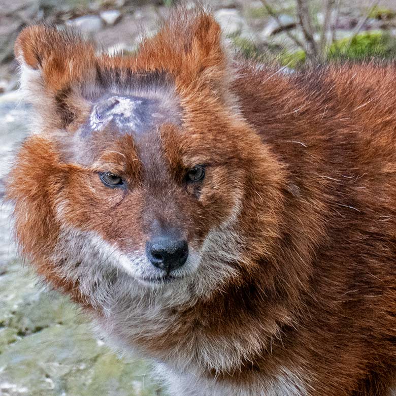 Asiatischer Rothund am  27. März 2023 auf der Außenanlage im Wuppertaler Zoo