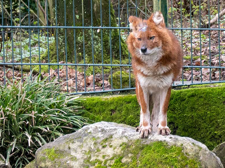 Asiatischer Rothund am 2. April 2023 auf der Außenanlage im Grünen Zoo Wuppertal