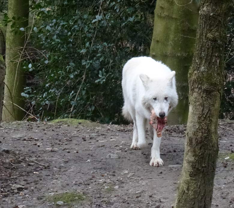 Arktische Wölfin am 3. März 2017 auf der Wolfsanlage im Grünen Zoo Wuppertal