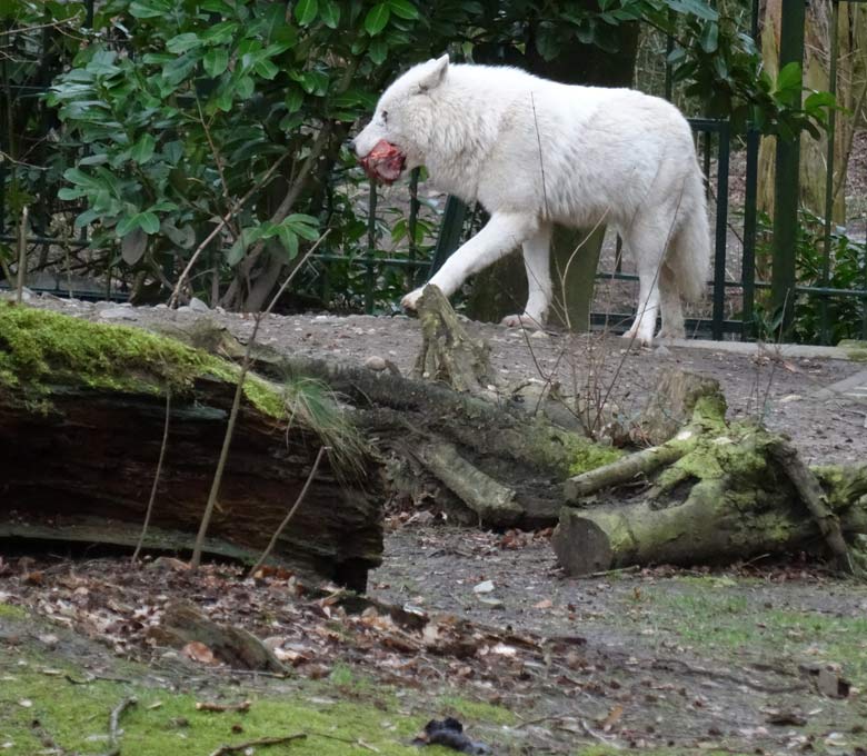 Arktische Wölfin am 3. März 2017 auf der Wolfsanlage im Zoo Wuppertal