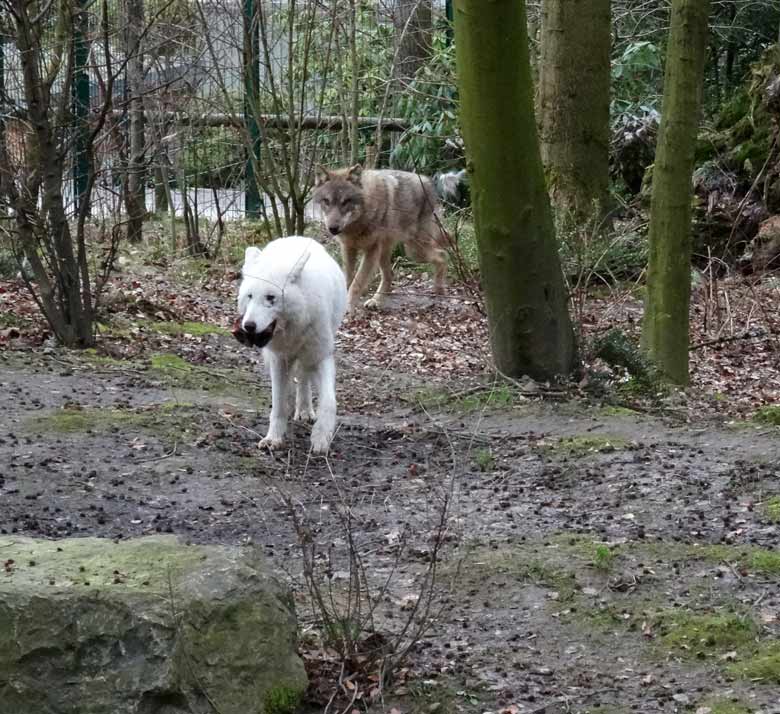 Arktische Wölfin und Europäischer Wolf am 3. März 2017 auf der Wolfsanlage im Wuppertaler Zoo