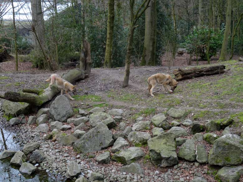 Europäische Wölfe am 3. März 2017 auf der Wolfsanlage im Wuppertaler Zoo
