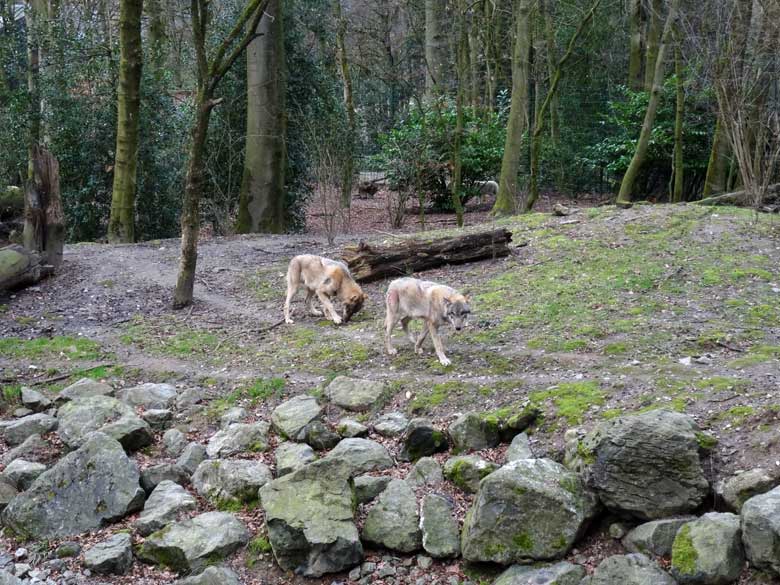 Europäische Wölfe am 3. März 2017 auf der Wolfsanlage im Grünen Zoo Wuppertal