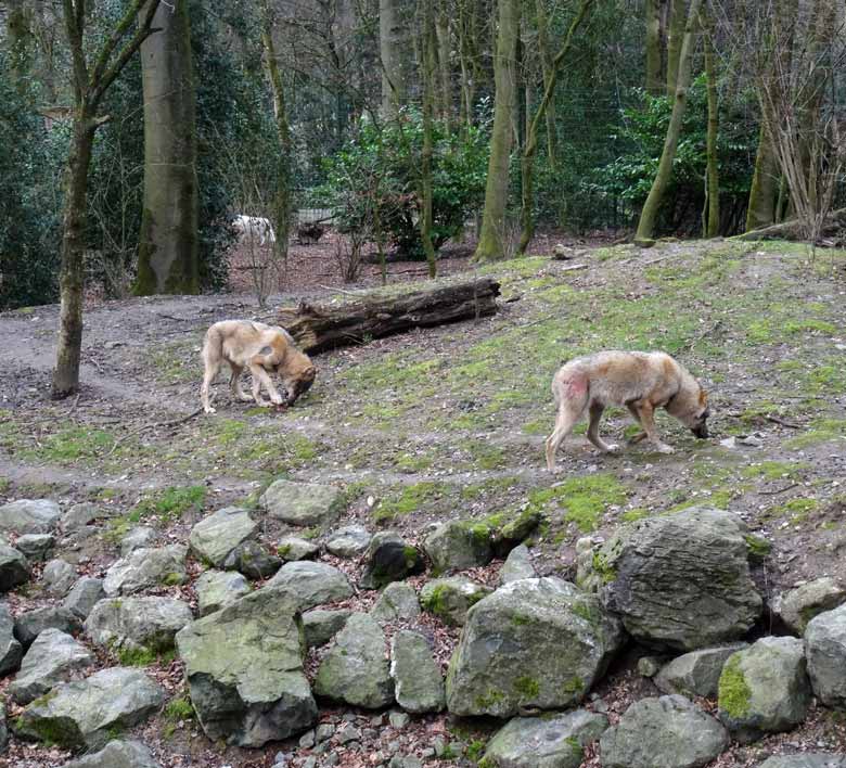 Europäische Wölfe und Arktische Wölfin am 3. März 2017 auf der Wolfsanlage im Zoo Wuppertal