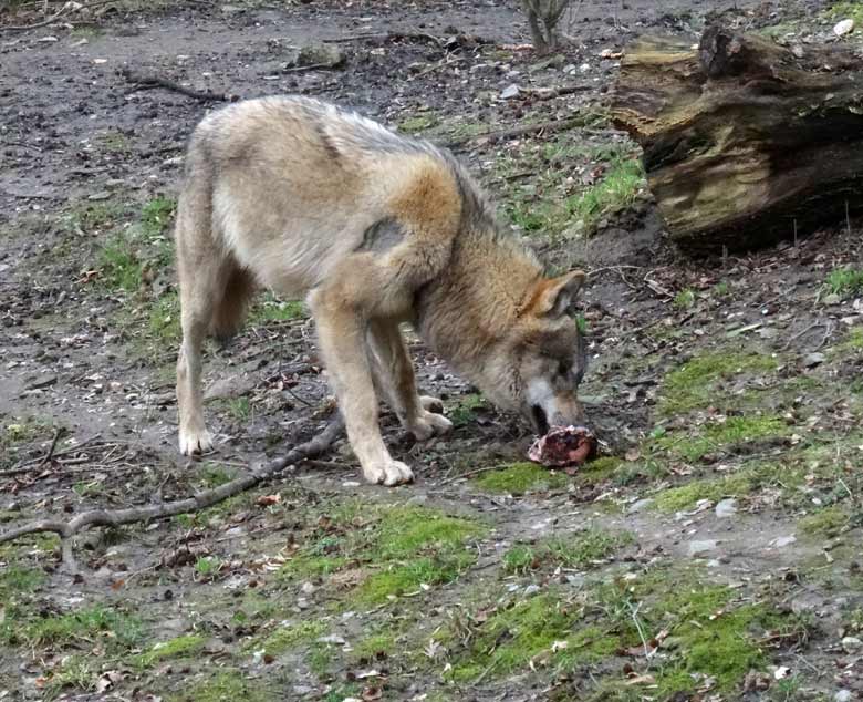 Europäischer Wolf am 3. März 2017 auf der Wolfsanlage im Zoologischen Garten Wuppertal