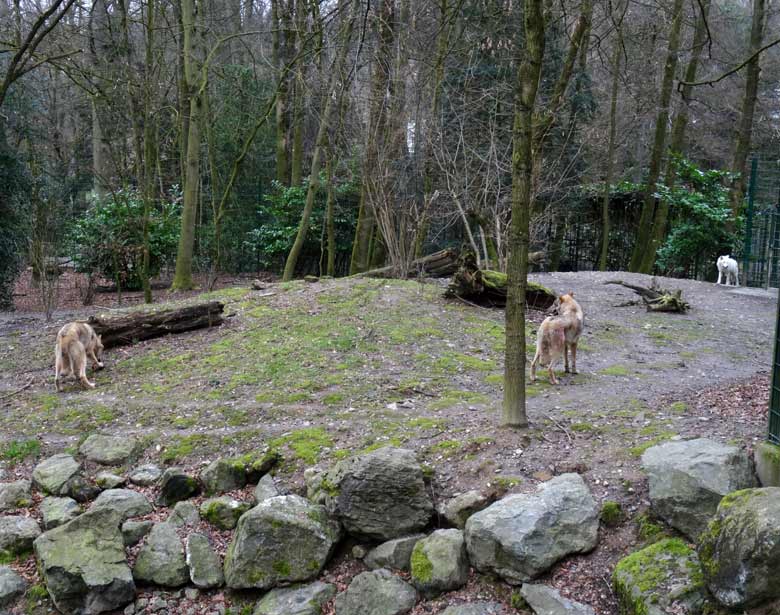 Europäische Wölfe und Arktische Wölfin am 3. März 2017 auf der Wolfsanlage im Grünen Zoo Wuppertal