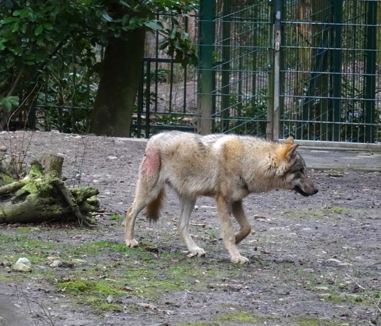 Europäischer Wolf am 3. März 2017 auf der Wolfsanlage im Zoologischen Garten Wuppertal