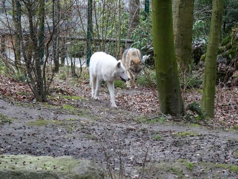 Arktische Wölfin und Europäischer Wolf am 3. März 2017 auf der Wolfsanlage im Wuppertaler Zoo