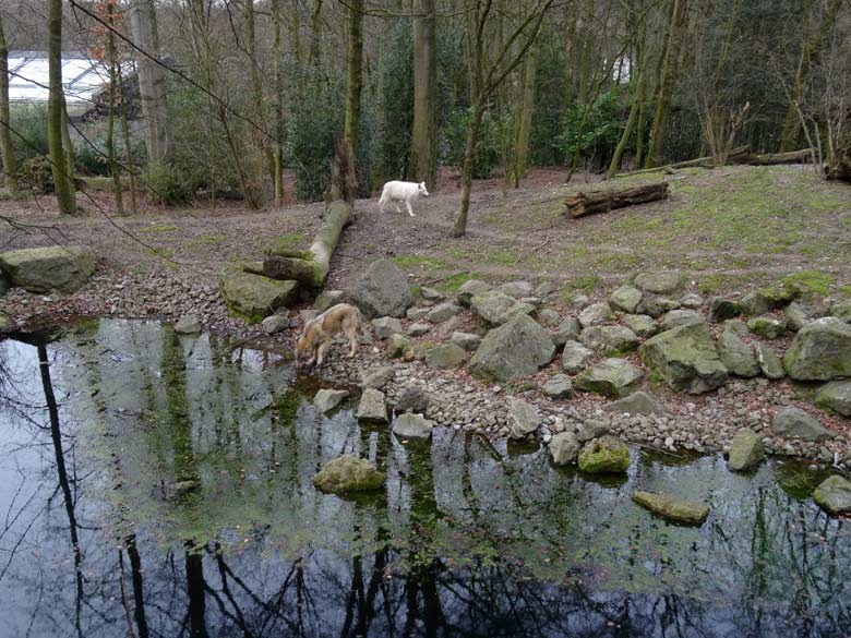 Europäischer Wolf und Arktische Wölfin am 3. März 2017 auf der Wolfsanlage im Grünen Zoo Wuppertal