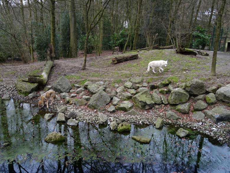 Europäischer Wolf und Arktische Wölfin am 3. März 2017 auf der Wolfsanlage im Zoo Wuppertal