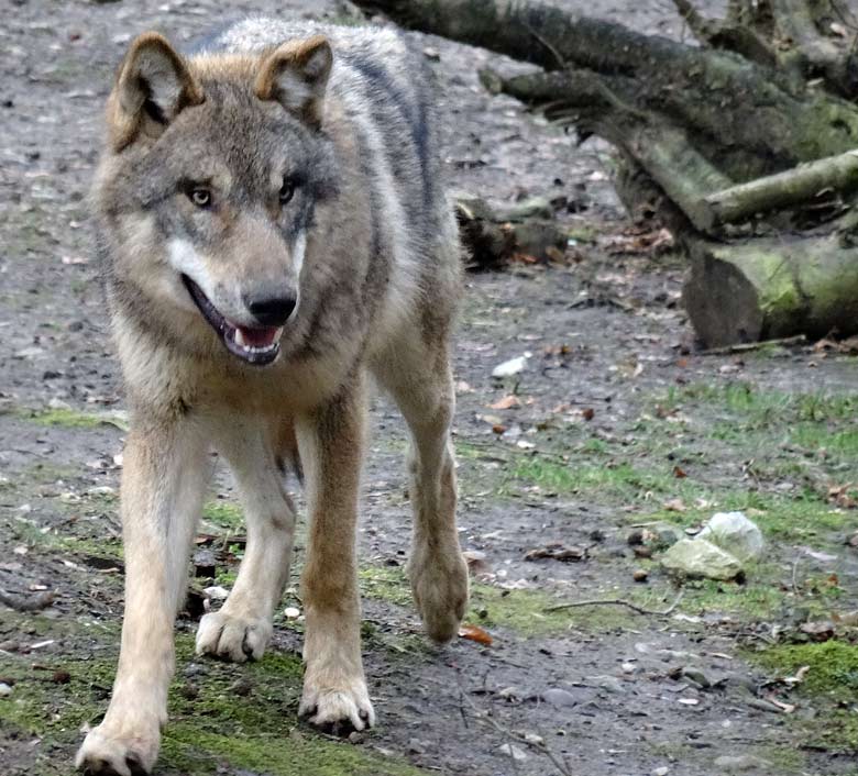 Europäischer Wolf am 3. März 2017 auf der Wolfsanlage im Zoo Wuppertal