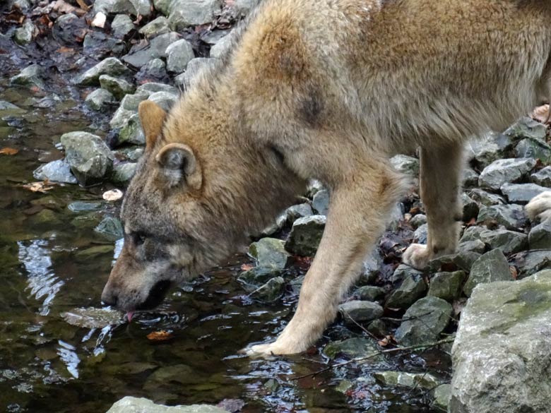 Europäischer Wolf am 3. März 2017 auf der Wolfsanlage im Wuppertaler Zoo