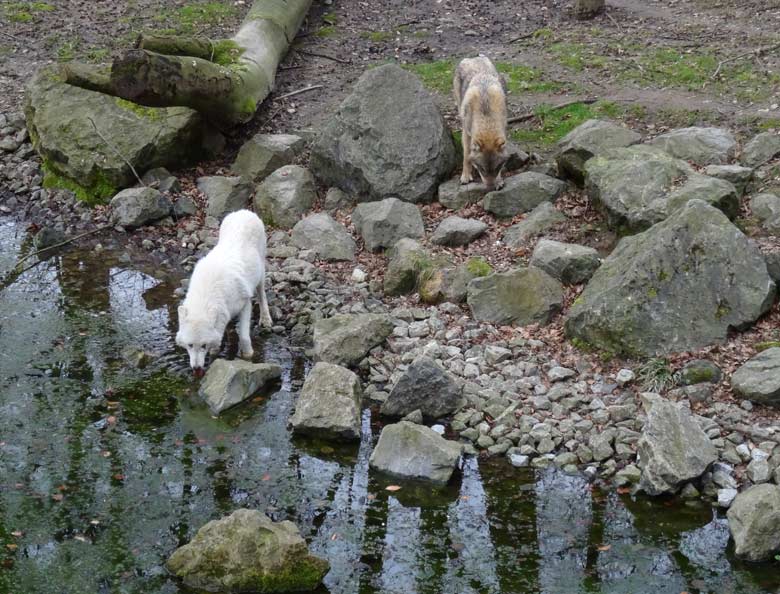 Arktische Wölfin und Europäischer Wolf am 3. März 2017 auf der Wolfsanlage im Wuppertaler Zoo