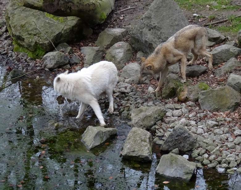 Arktische Wölfin und Europäischer Wolf am 3. März 2017 auf der Wolfsanlage im Grünen Zoo Wuppertal