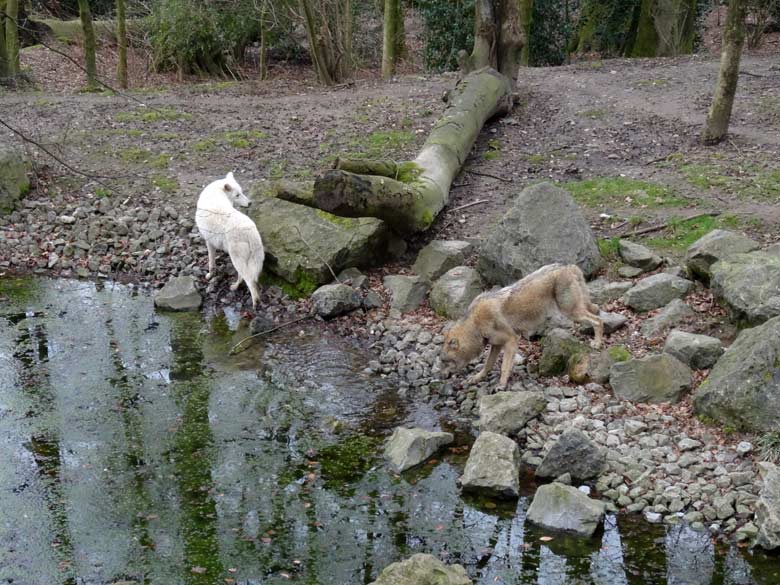 Arktische Wölfin und Europäischer Wolf am 3. März 2017 auf der Wolfsanlage im Zoo Wuppertal